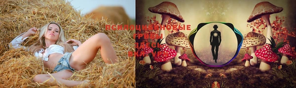 прущие грибы Абинск